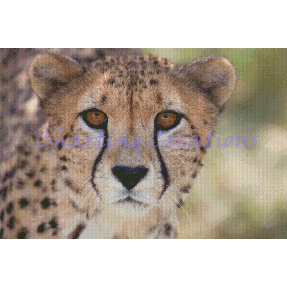 (image for) Cheetah Stare